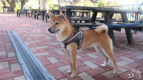 1216_本日のゲスト