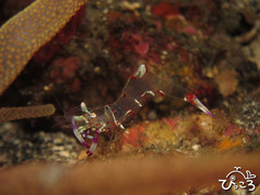 2013-2-15ハクセンアカホシカクレエビ@八幡野