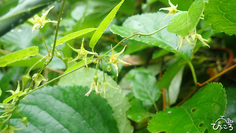 シロバナカモメヅル_P8021760