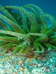 ミズヒキガニ＠富戸