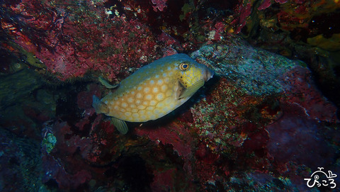 ハコフグ_P3230140