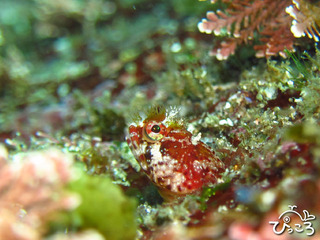 2012-11-15 コケギンポ@IOP