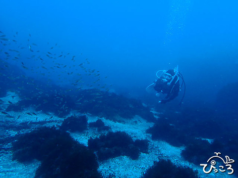 魚の群れとダイバー_P1291085
