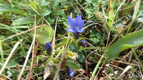 飯豊山_イイデリンドウ
