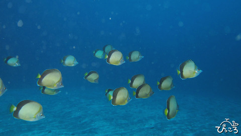 1213_シラコダイの群れ