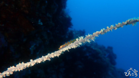 ガラスハゼ_P3230113