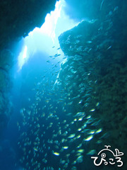 2012-11-9灯台下@渡嘉敷島