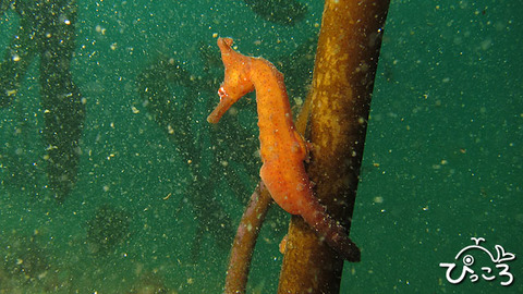 タツノオトシゴ