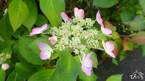 いろんな紫陽花_6