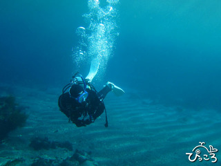 2012-11-28diver