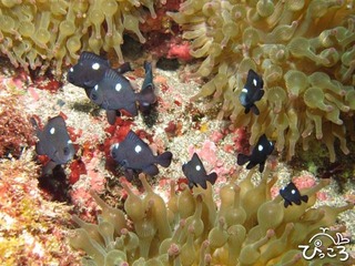 ミツボシクロスズメダイ幼魚