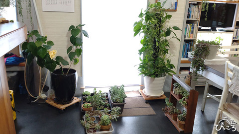 多肉ちゃん店内へ避難中