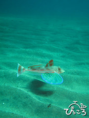 2012-11-20 ホウボウ@熱川