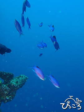 ハナゴイ_P4250209