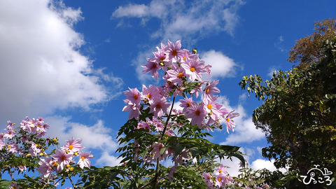 221125_皇帝ダリヤ