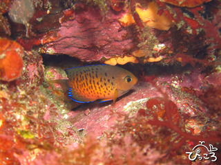 2012-11-25アカハラヤッコ