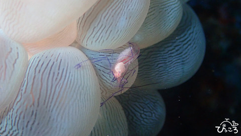 バブルコーラルシュリンプ_P4