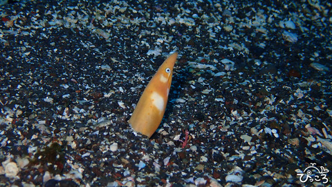 0105_ホオジロゴマウミヘビ