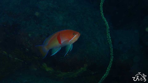 アカオビハナダイ_PA120739
