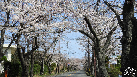 桜並木_DSCN3786
