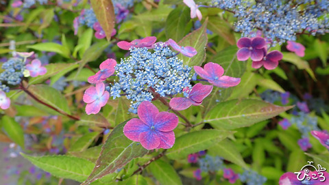 いろんな紫陽花_3