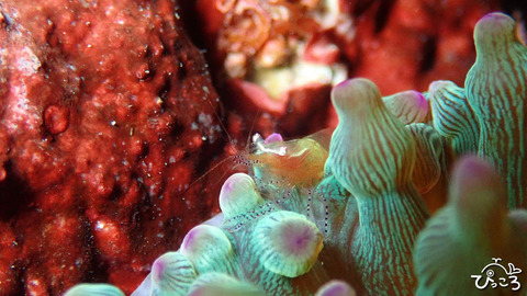 1014_カザリイソギンチャクエ