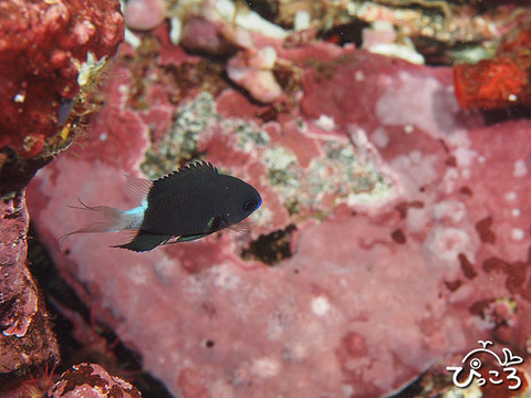 1004_シコクスズメダイ幼魚