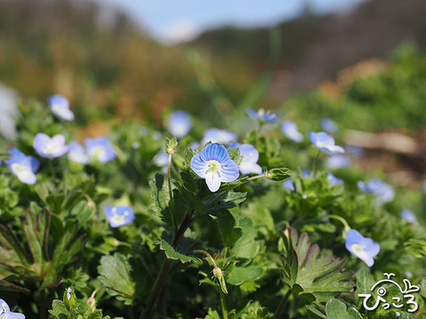 オオイヌノフグリ【大犬の陰嚢】