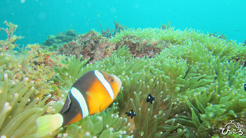 クマノミとミツボシ