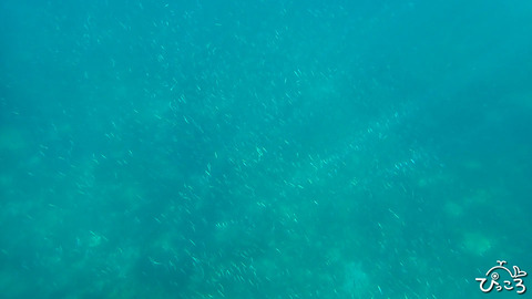 イワシの群れ_P8010093