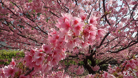 城ヶ崎桜_P3160679