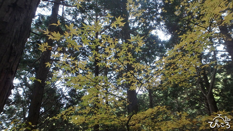 1203_momiji