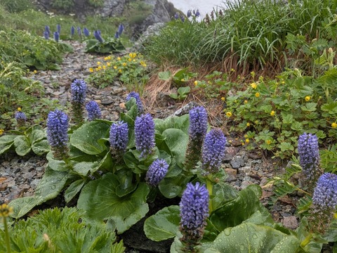 白馬岳へ下見登山