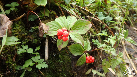 飯豊山_ゴゼンタチバナ_実