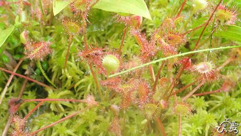 モウセンゴケ_P8021810