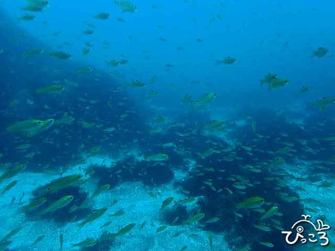 魚の群れ_P4281231