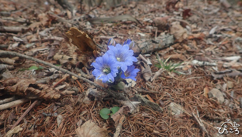 フデリンドウ_P4211180