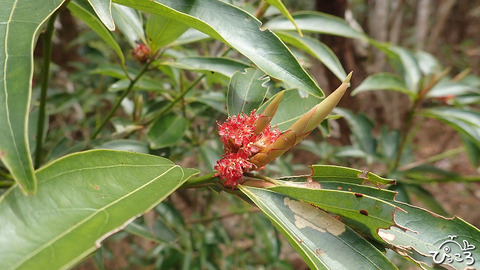 イヌガシ_P3211899