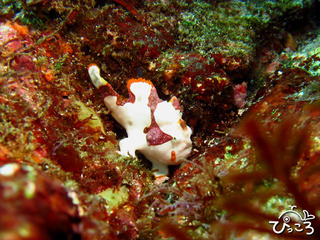 2012-11-19 白くま@IOP