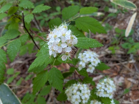 PXL_20260528_054503853~2