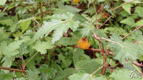 0624_モミジイチゴ