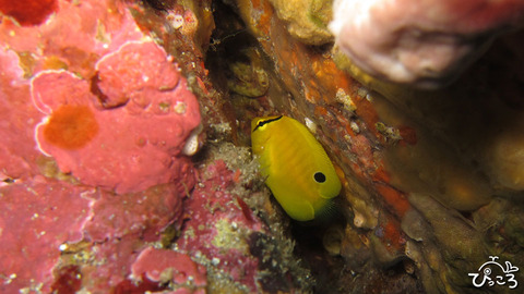 1201_シテンヤッコ幼魚