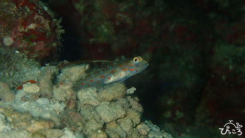 ハタタテシノビハゼ_P4250193