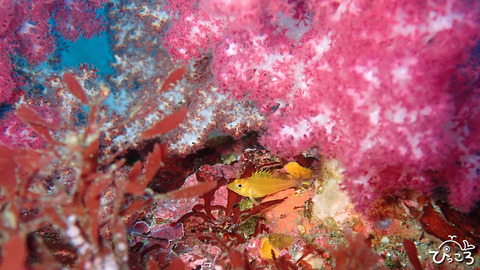 0105_オキゴンベ