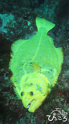 1201_黄金ヒラメ