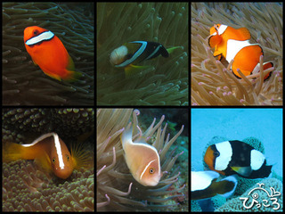 2012-11-11-クマノミ6種