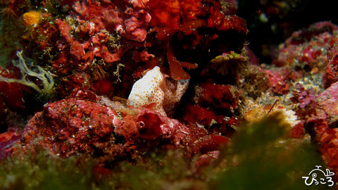 1229_水玉イロカエル