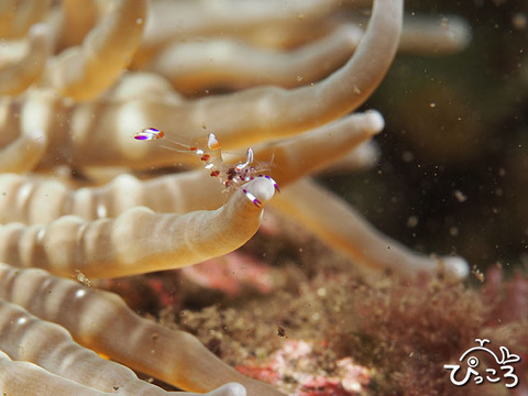 1004_アカホシカクレエビ