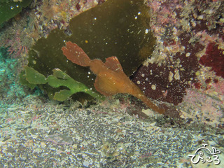 カミソリウオのペア