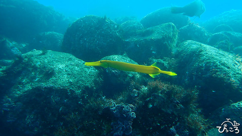 ヘラヤガラ_PB220207